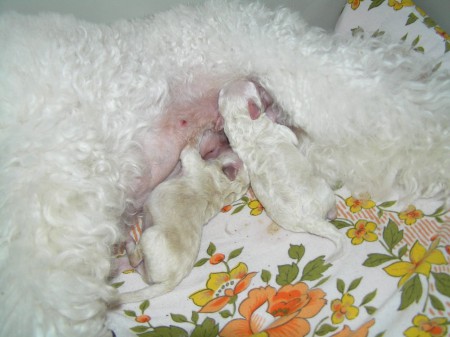 Dorly štěňátka 3.den